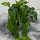 Ficus Sagittata Radicans Green - www.augi - plants.lv