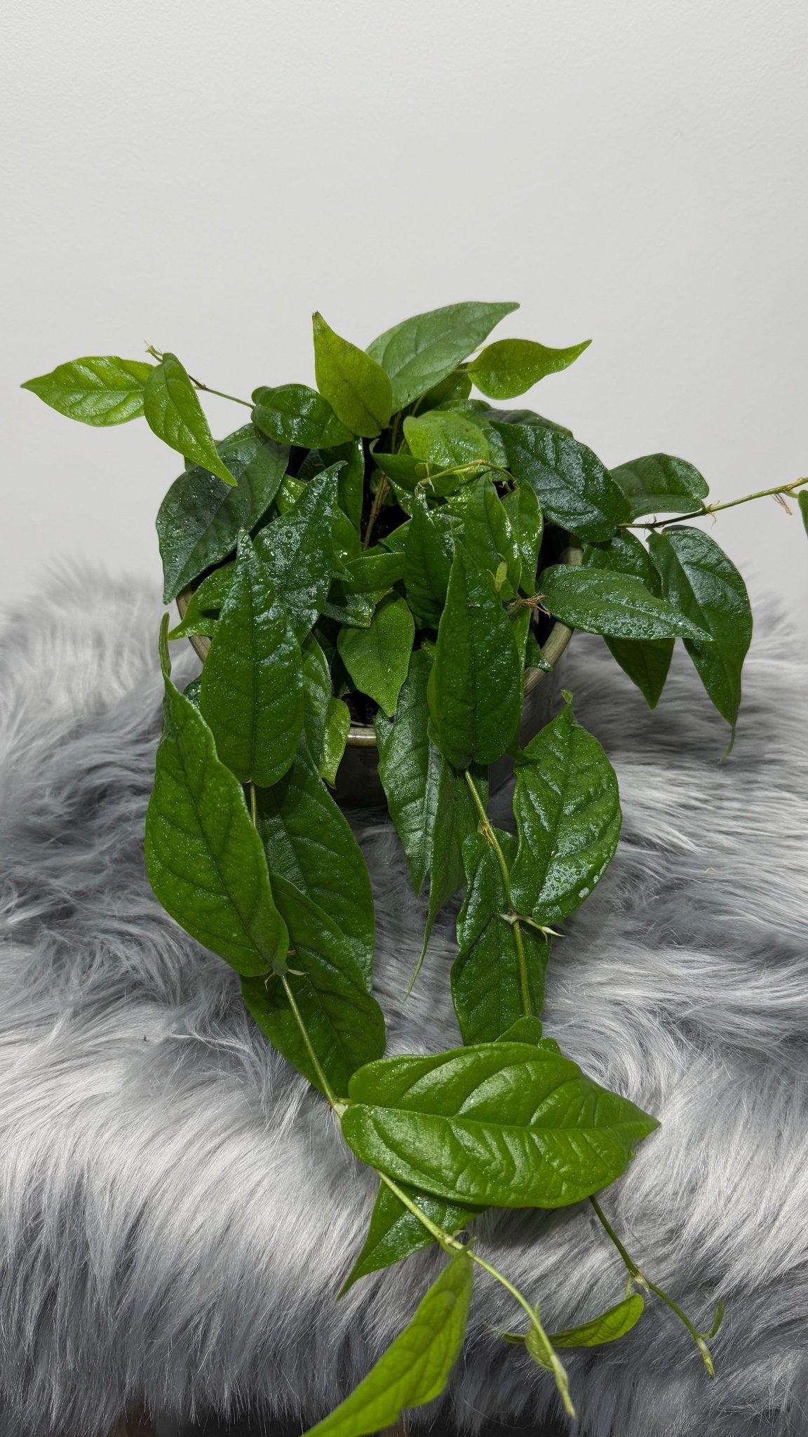 Ficus Sagittata Radicans Green - www.augi - plants.lv