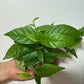Ficus Sagittata Radicans Green - www.augi - plants.lv