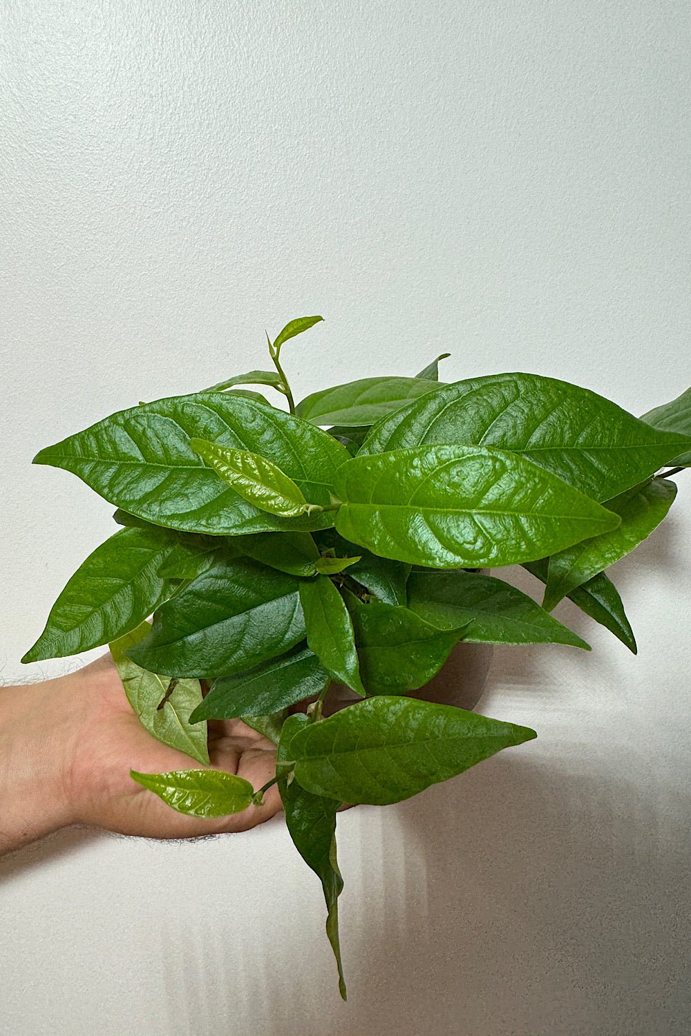 Ficus Sagittata Radicans Green - www.augi - plants.lv