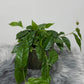 Ficus Sagittata Radicans Green - www.augi - plants.lv