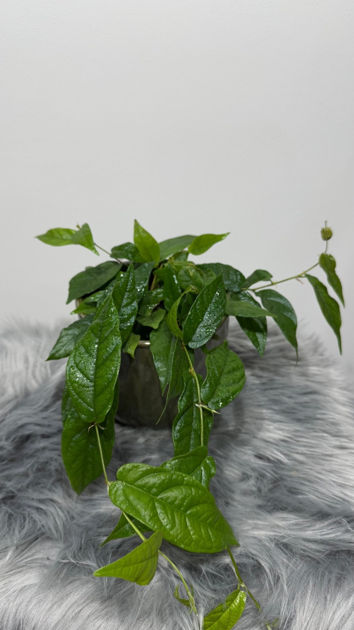 Ficus Sagittata Radicans Green - www.augi - plants.lv