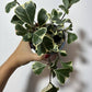 Ficus Triangularis Variegated - www.augi - plants.lv