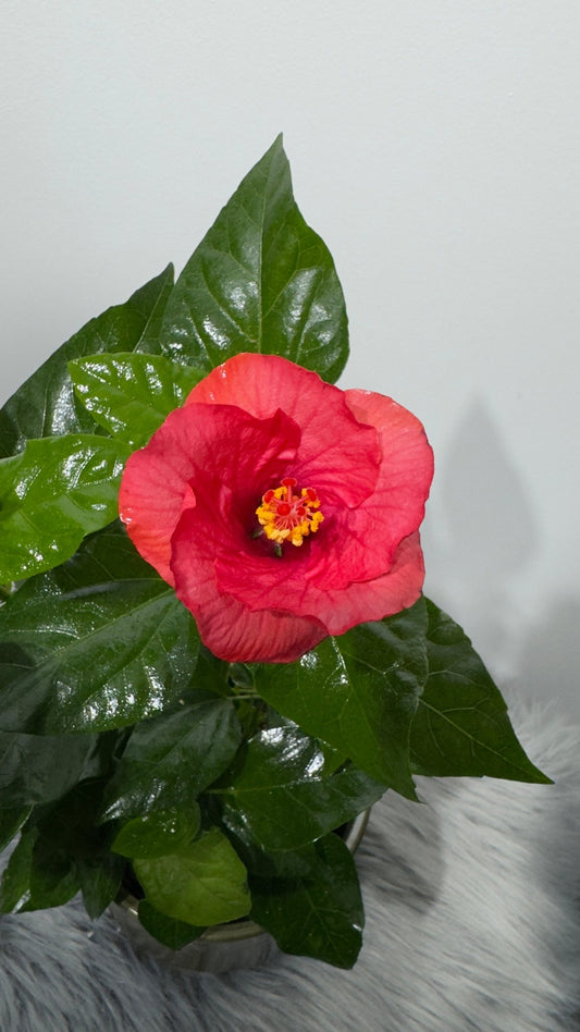 Hibiscus Sunny Vanetie - www.augi-plants.lv