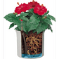 Hidroponikas puķu podi LENI - www.augi - plants.lv