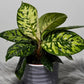 Homalomena Camouflage - www.augi - plants.lv