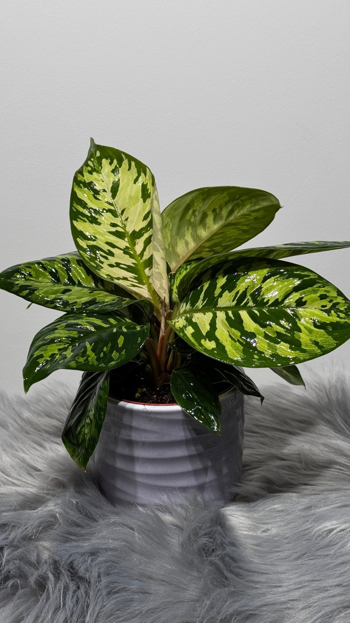 Homalomena Camouflage - www.augi - plants.lv