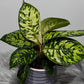 Homalomena Camouflage - www.augi - plants.lv