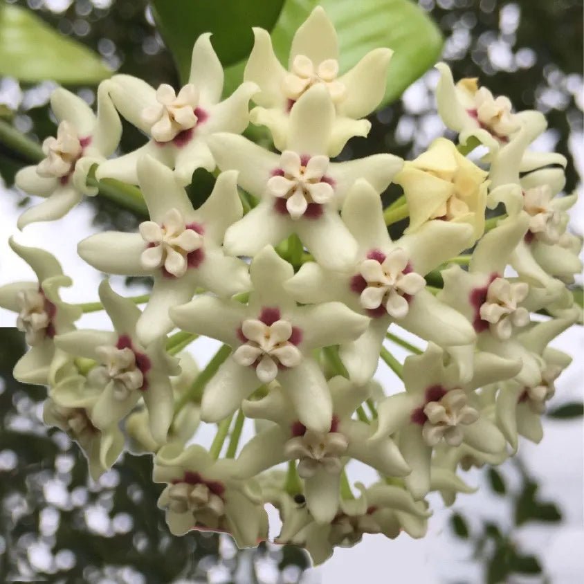 Hoya Australis - www.augi-plants.lv