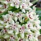 Hoya Australis Lisa - www.augi-plants.lv