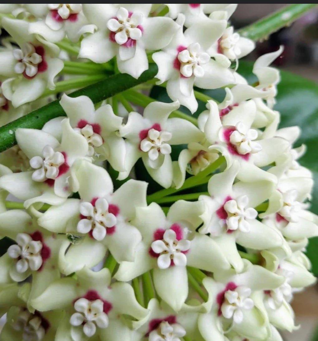 Hoya Australis Lisa - www.augi-plants.lv