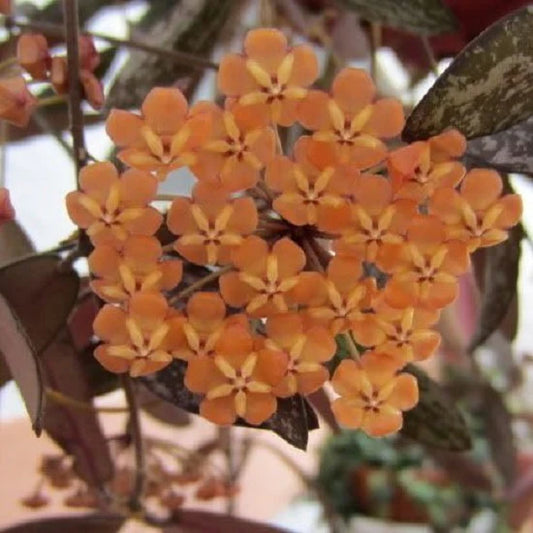 Hoya Sigillatis - www.augi-plants.lv
