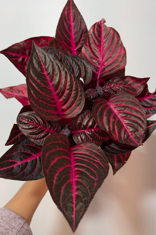 Iresine herbstii Rich Redstar - www.augi - plants.lv