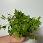 Mimosa Pudica - www.augi - plants.lv