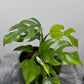 Monstera minima - www.augi-plants.lv