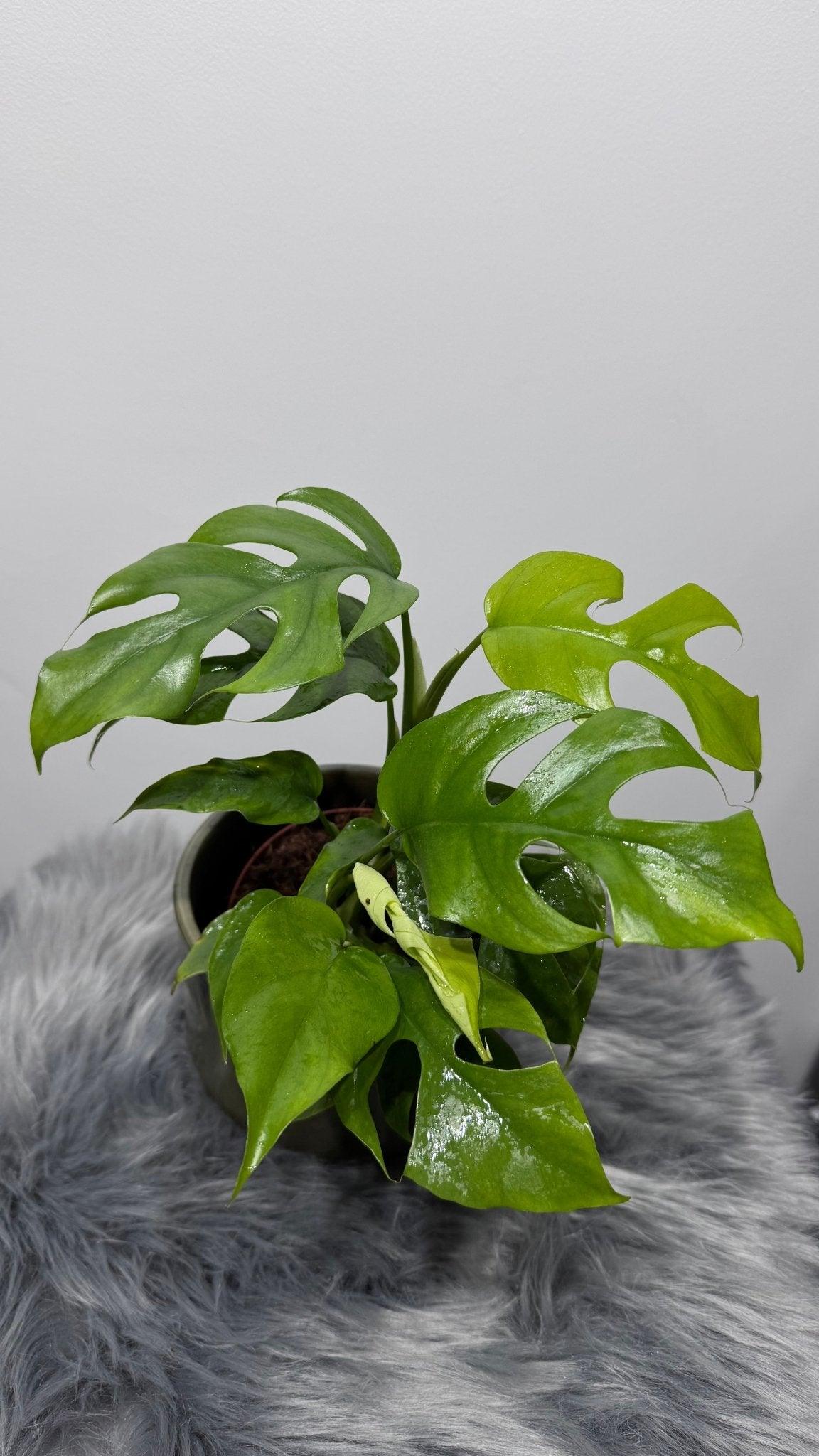 Monstera minima - www.augi-plants.lv