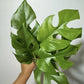 Monstera minima - www.augi-plants.lv