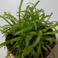 Mušķērājs Drosera - www.augi-plants.lv