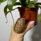 Mušķērājs Nepenthes hookeriana - www.augi-plants.lv