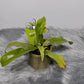 Mušķērājs Nepenthes hookeriana - www.augi-plants.lv