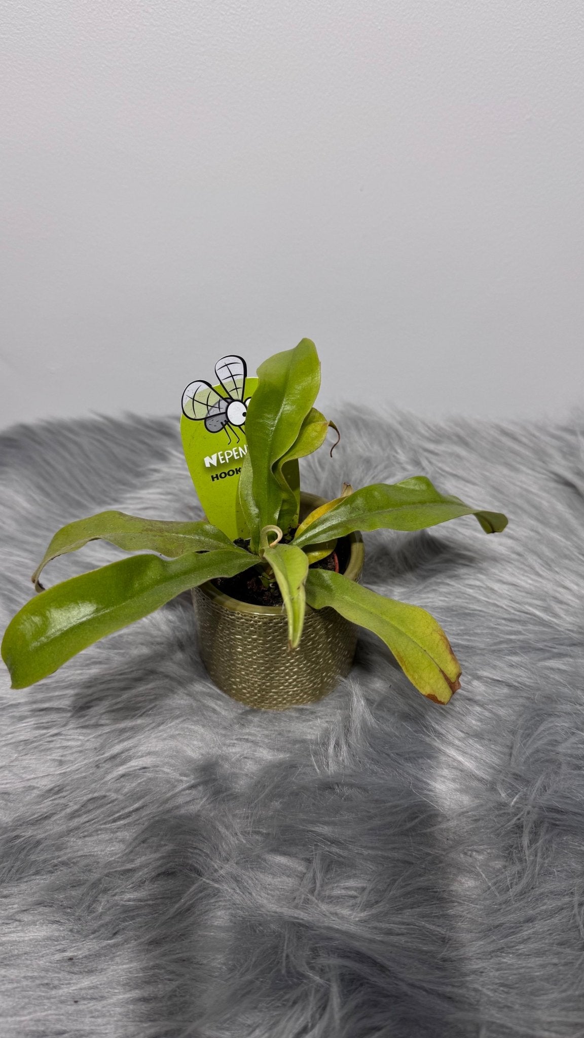 Mušķērājs Nepenthes hookeriana - www.augi-plants.lv