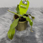Mušķērājs Nepenthes hookeriana - www.augi-plants.lv