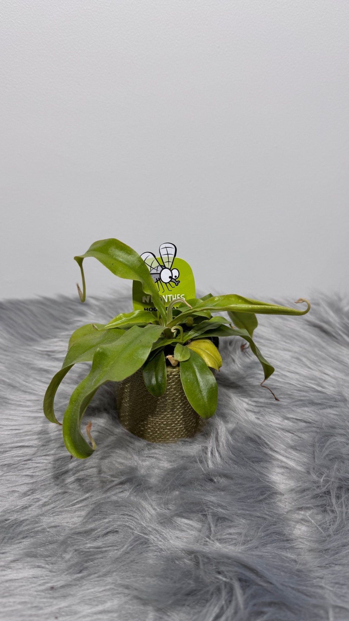 Mušķērājs Nepenthes hookeriana - www.augi-plants.lv