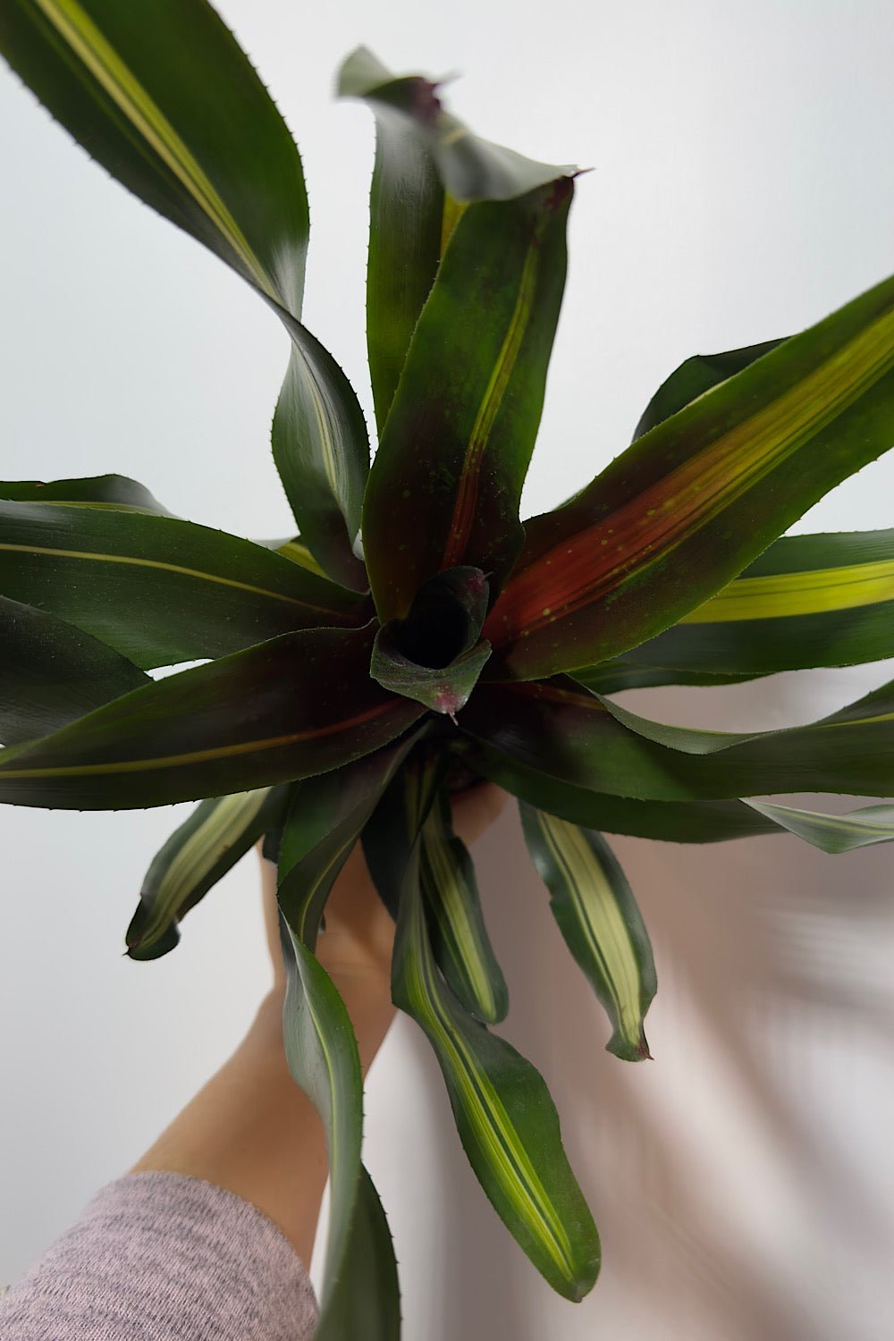Neoregelia - www.augi - plants.lv