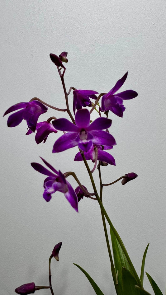Orhideja Dendrobium Berry Oda SMARŽO! - www.augi - plants.lv