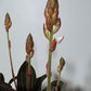 Orhideja Ludisia discolor - www.augi-plants.lv