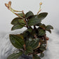 Orhideja Ludisia discolor - www.augi-plants.lv