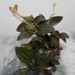 Orhideja Ludisia discolor - www.augi-plants.lv