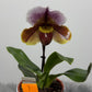 Orhideja Paphiopedilum Amerika 1 - www.augi - plants.lv