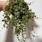 Peperomia prostrata - www.augi-plants.lv