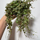 Peperomia prostrata - www.augi-plants.lv