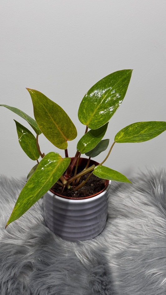 Philodendron Painted Lady - www.augi-plants.lv