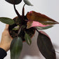 Philodendron Pink Princess - www.augi-plants.lv