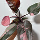 Philodendron Pink Princess - www.augi-plants.lv