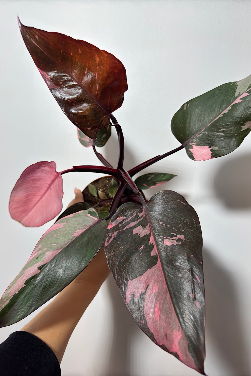 Philodendron Pink Princess - www.augi-plants.lv