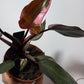 Philodendron Pink Princess - www.augi-plants.lv