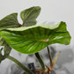 Philodendron Plowmanii - www.augi - plants.lv