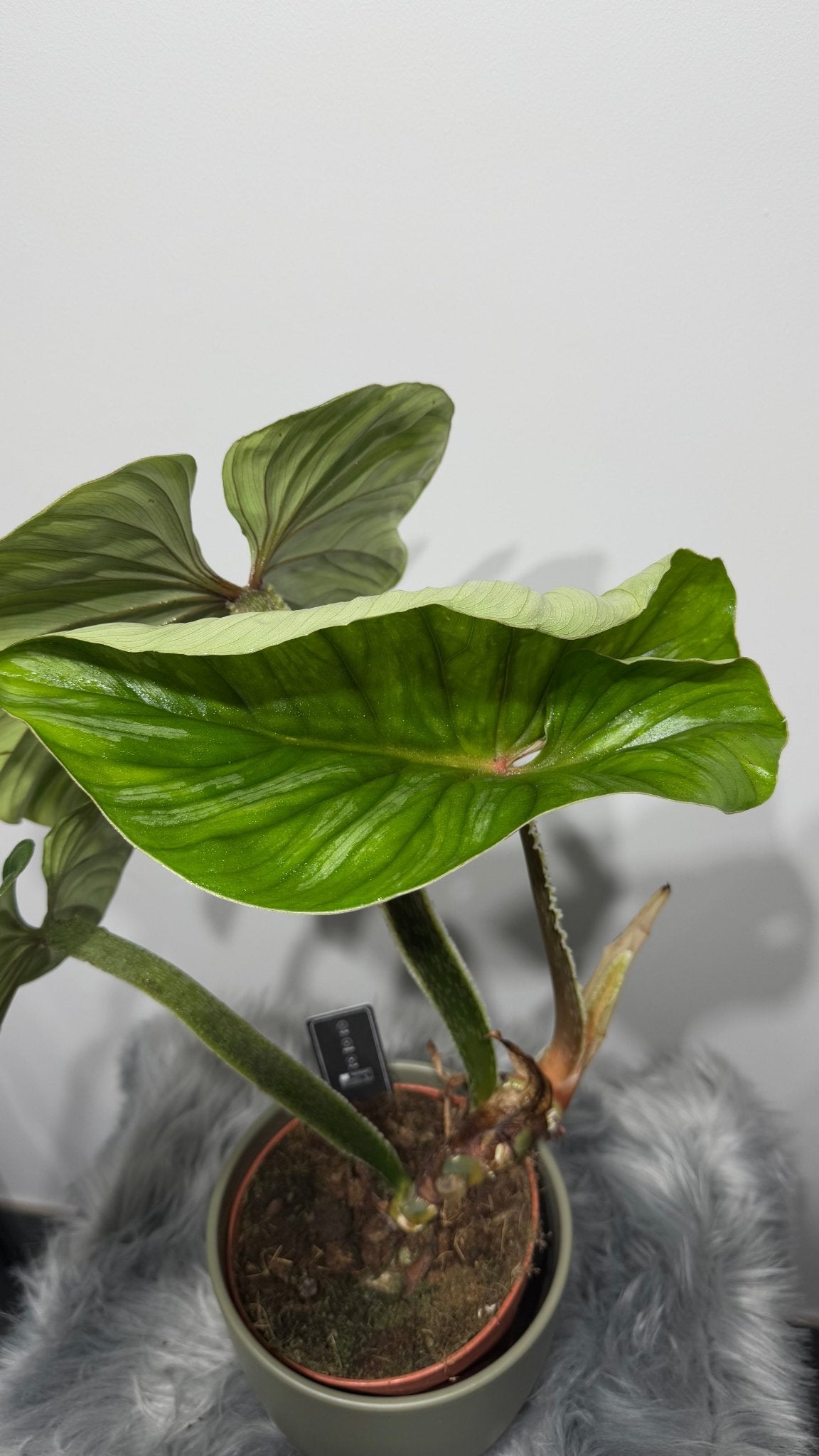 Philodendron Plowmanii - www.augi - plants.lv