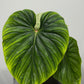 Philodendron Plowmanii - www.augi - plants.lv