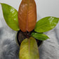 Philodendron Prince of orange - www.augi-plants.lv
