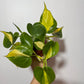 Philodendron Scandens Brasil - www.augi-plants.lv
