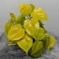 Philodendron scandens micans 'Lime' - www.augi - plants.lv