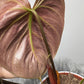 Philodendron verrucosum Choco Red - www.augi-plants.lv