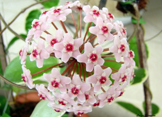 Hoya carnosa 'Tricolor' - www.augi-plants.lv