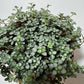 Pilea Glaucophylla Greyzy - www.augi-plants.lv
