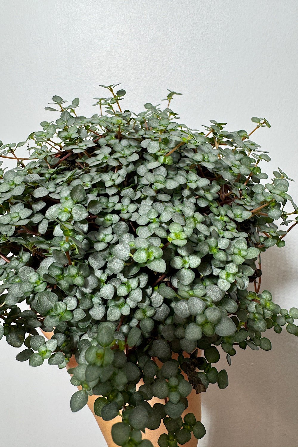Pilea Glaucophylla Greyzy - www.augi-plants.lv
